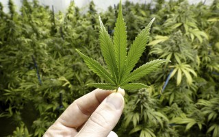 Hand Holding Small Marijuana Leaf with Cannabis Plants in Background