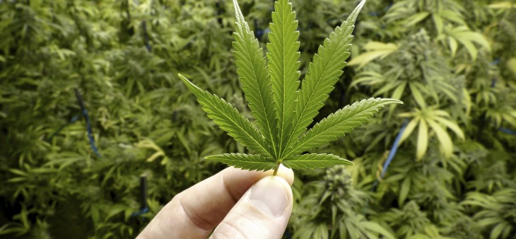Hand Holding Small Marijuana Leaf with Cannabis Plants in Background